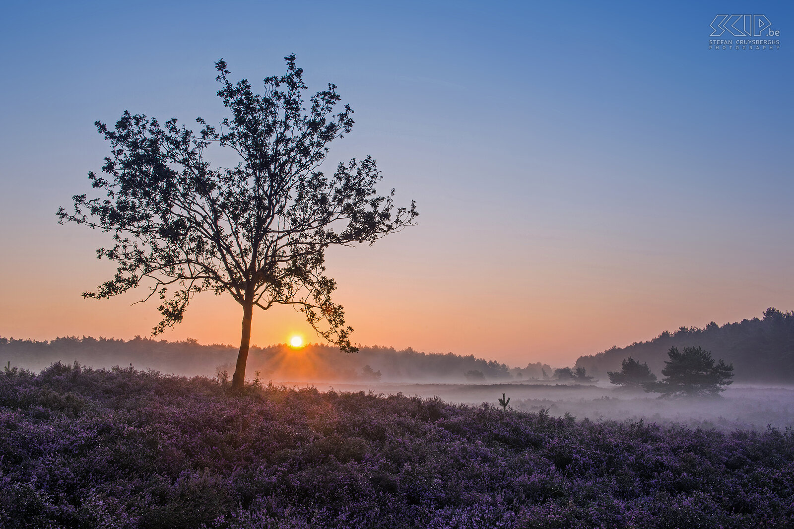 Zonsopgang op de Blekerheide Blekerheide in Lommel, Limburg Stefan Cruysberghs